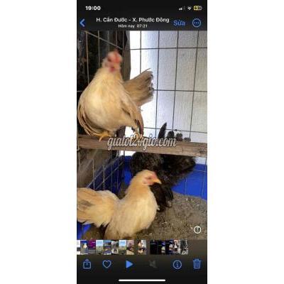 Gà ( Vật nuôi ) - bình chánh - hồ chí minh | Gà Serama 1 trống 2 mái ...