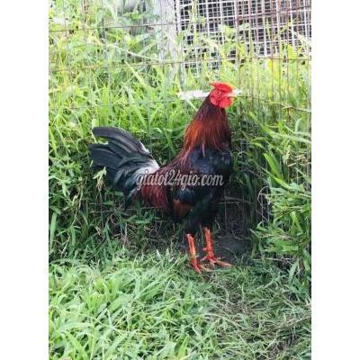 Gà ( Vật Nuôi ) Hóc Môn - Hồ Chí Minh Gà ( Vật Nuôi ) Hóc Môn - Hồ Chí Minh