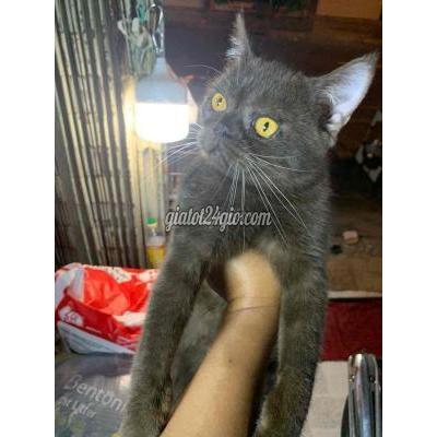 Mèo ( Vật nuôi ) - quận 8 - hồ chí minh | thanh lý mèo anh thuần chủng siêu ...