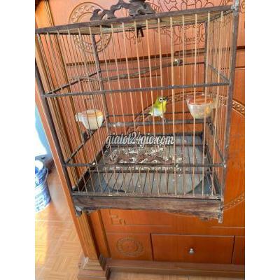 Chim ( Vật nuôi ) - gò vấp - hồ chí minh | Khuyên xanh mới ...