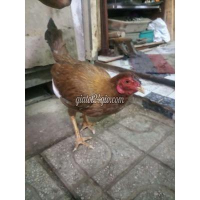 Gà ( Vật nuôi ) - bình chánh - hồ chí minh | Gà MALAI 1k3 té giã về đạp mái hay ae làm gì ...