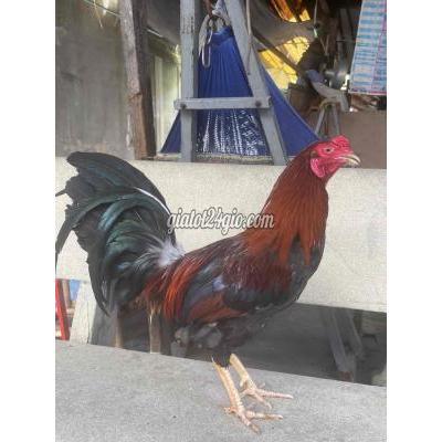 Gà ( Vật nuôi ) - bình tân - hồ chí minh | Điều ...