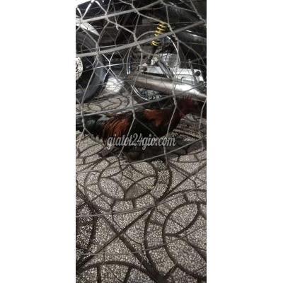 Gà ( Vật nuôi ) - long hồ - vĩnh long | Gà nhà đỗ ra nhỏ ...