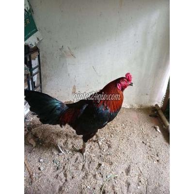 Gà ( Vật nuôi ) - quận 12 - hồ chí minh | cặp gà gà Wue ...