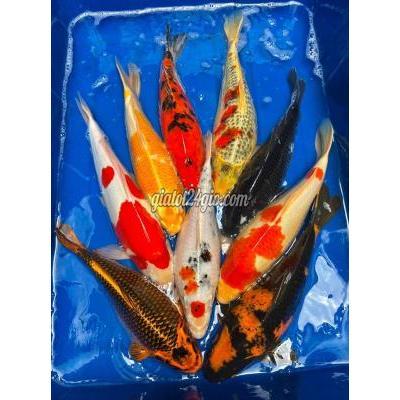 vật nuôi thú cưng - thủ đức - hồ chí minh | Combo 9KOI F1 nhật tuyển ...