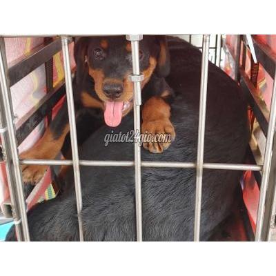 vật nuôi thú cưng quận 12 - hồ chí minh