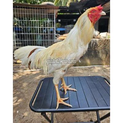 Gà ( Vật nuôi ) - hòa thành - tây ninh | Cốt ...