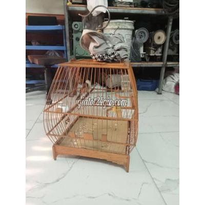 Chim ( Vật Nuôi ) Hóc Môn - Hồ Chí Minh Chim ( Vật Nuôi ) Hóc Môn - Hồ Chí Minh