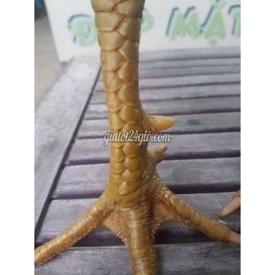 Gà ( Vật Nuôi ) Quận 8 - Hồ Chí Minh Gà ( Vật Nuôi ) Quận 8 - Hồ Chí Minh