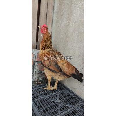 Gà ( Vật nuôi ) - quận 10 - hồ chí minh | Gà cán ...