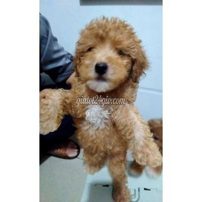 vật nuôi thú cưng - biên hòa - đồng nai | Bán Chó Poodle ( Size Tiny Đẻ Lứa Đầu Tiên ...