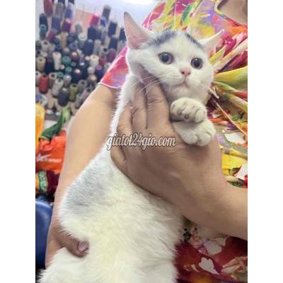 Mèo ( Vật nuôi ) - hoàng mai - hà nội | ALN 3 tháng tuổi ngoan, quấn ...