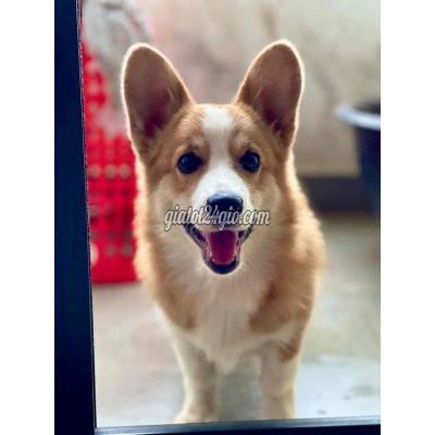 Chó Vật Nuôi Thú Cưng Thuận An - Bình Dương Chó Vật Nuôi Thú Cưng Thuận An - Bình Dương