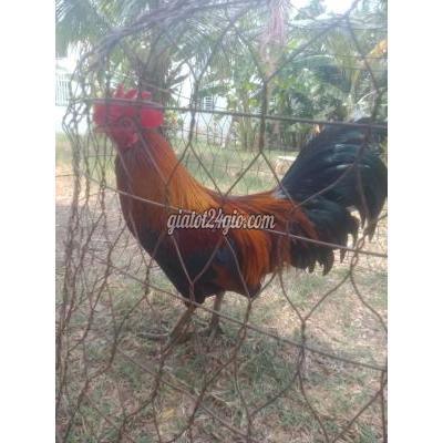 Gà ( Vật nuôi ) - cái răng - cần thơ | Ae có 2kg đá xác ...