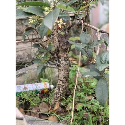 cây cảnh - hoàng mai - hà nội | mộc hương ta bonsai lâu ... cây cảnh - hoàng mai - hà nội | mộc hương ta bonsai lâu ...