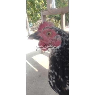 Gà ( Vật nuôi ) - lấp vò - đồng tháp | Trống nòi 2,5 tháng ...