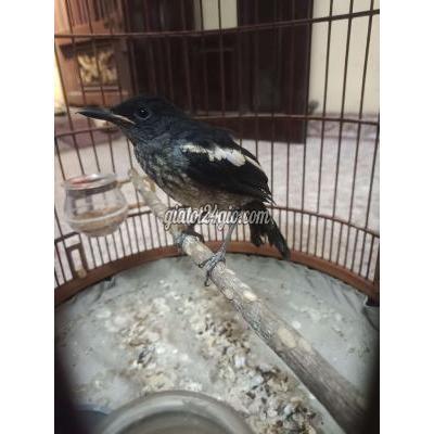 Chim ( Vật nuôi ) - bình chánh - hồ chí minh | Mái non indo full ...