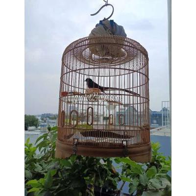 Chim ( Vật nuôi ) - quận 8 - hồ chí minh | Chim ko ...