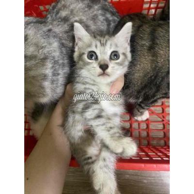 Mèo ( Vật Nuôi ) Quận 7 - Hồ Chí Minh Mèo ( Vật Nuôi ) Quận 7 - Hồ Chí Minh