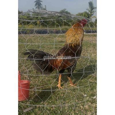 Gà ( Vật nuôi ) - châu thành a - hậu giang | Gà Xanh Trích Xổ Khôn ...