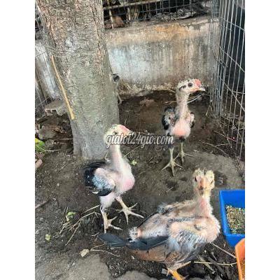 Gà ( Vật nuôi ) - châu thành - sóc trăng | gà việt rặc trạng ...