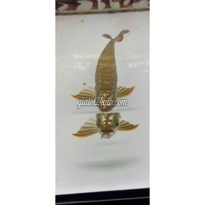 vật nuôi thú cưng - quận 8 - hồ chí minh | Cá rồng kim long quá bối đầu ...