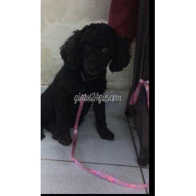 vật nuôi thú cưng - thủ đức - hồ chí minh | Cần tìm chủ cho bầu ...