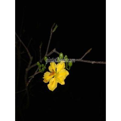 cây cảnh - điện bàn - quảng nam | mai vàng đọt ... cây cảnh - điện bàn - quảng nam | mai vàng đọt ...