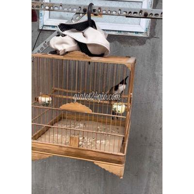 Chim ( Vật nuôi ) - thủ đức - hồ chí minh | cần ra đi em cf cứng 3 ...