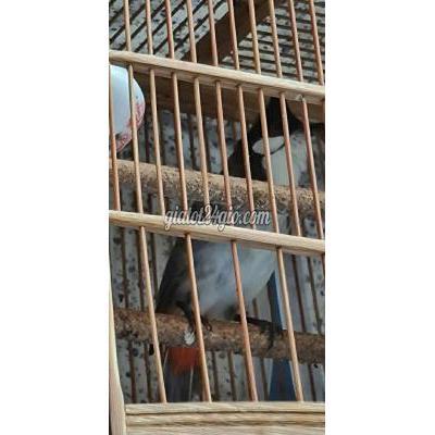 Chim ( Vật nuôi ) - thủ đức - hồ chí minh | Em mào cui nhạy bung xòe giọng siêu dài ...