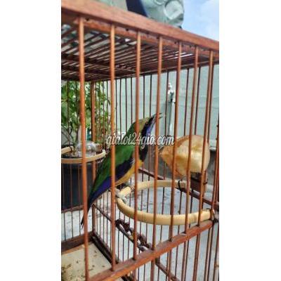 Chim ( Vật nuôi ) - tân bình - hồ chí minh | Bán hoặc GL qua ...