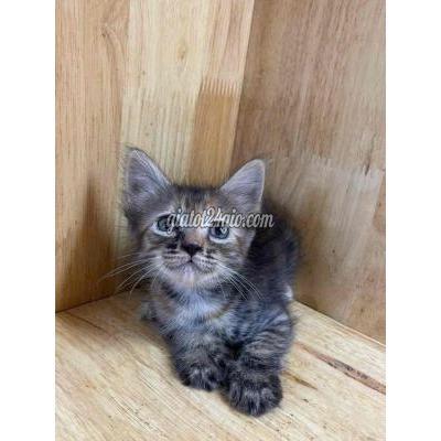 Mèo Vật Nuôi Thú Cưng Gò Vấp - Hồ Chí Minh Mèo Vật Nuôi Thú Cưng Gò Vấp - Hồ Chí Minh
