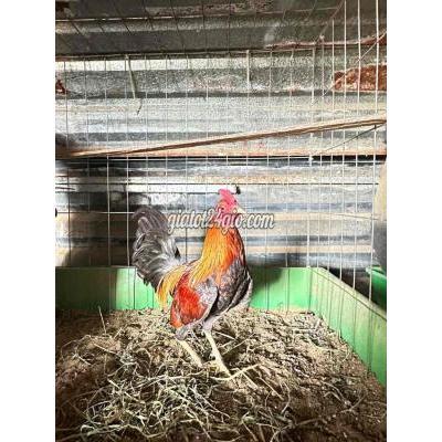 Gà ( Vật Nuôi ) Hóc Môn - Hồ Chí Minh Gà ( Vật Nuôi ) Hóc Môn - Hồ Chí Minh