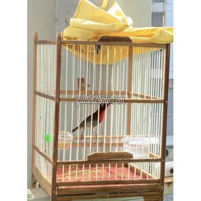 Chim ( Vật nuôi ) - quận 12 - hồ chí minh | hút mật xác ...