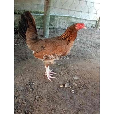 Gà ( Vật nuôi ) - xuân lộc - đồng nai | mai noi siu ...