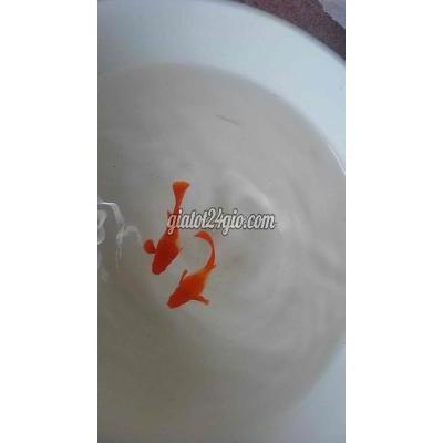 Vật Nuôi Thú Cưng Tân Bình - Hồ Chí Minh Vật Nuôi Thú Cưng Tân Bình - Hồ Chí Minh