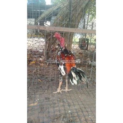 Gà ( Vật nuôi ) - hóc môn - hồ chí minh | Gà chọi tơ cần ...