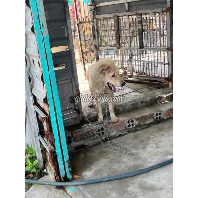 vật nuôi thú cưng bình chánh - hồ chí minh