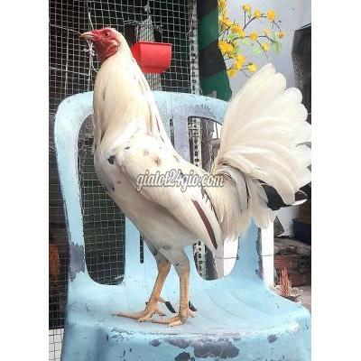 Gà ( Vật Nuôi ) Thủ Đức - Hồ Chí Minh Gà ( Vật Nuôi ) Thủ Đức - Hồ Chí Minh