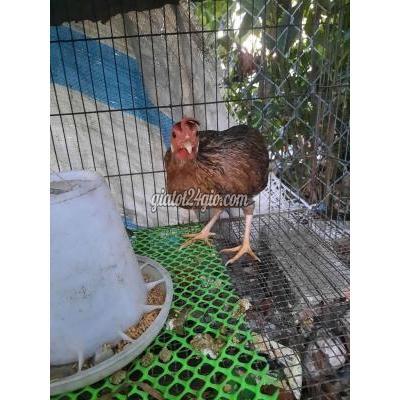 Gà ( Vật nuôi ) - cần giuộc - long an | Gl gà ...