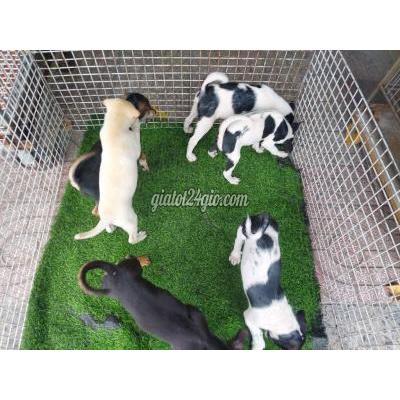 vật nuôi thú cưng - gò vấp - hồ chí minh | tìm chủ mới cho bầy chó ...