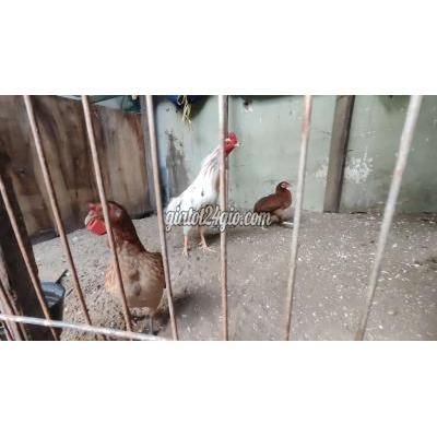 Gà ( Vật nuôi ) - bình chánh - hồ chí minh | Bộ nọc cúp cup (1 trống 3 ...