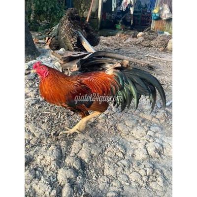 Gà ( Vật nuôi ) - tam bình - vĩnh long | Gà điều vàng ...