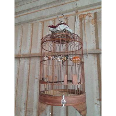 Chim ( Vật nuôi ) - thủ đức - hồ chí minh | Bộ 5 Màu Tặng Bộ Ốc ...