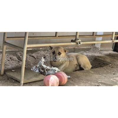 vật nuôi thú cưng - thủ đức - hồ chí minh | bán chó mông cộc ...