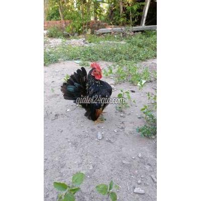 Gà ( Vật nuôi ) - rạch giá - kiên giang | Gà serama ...