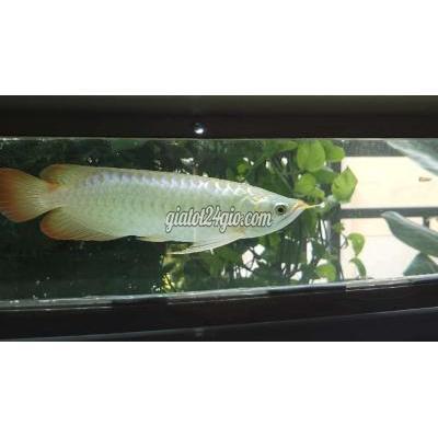 vật nuôi thú cưng - tân bình - hồ chí minh | Huyết Long Sepau 30 ...