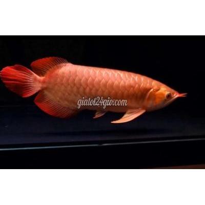 vật nuôi thú cưng - tân phú - hồ chí minh | Huyết sumo 43cm cần ...