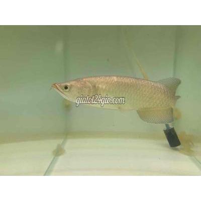 vật nuôi thú cưng - quận 8 - hồ chí minh | Kim Long Úc size 11-12cm cá chuẩn ko tật ...