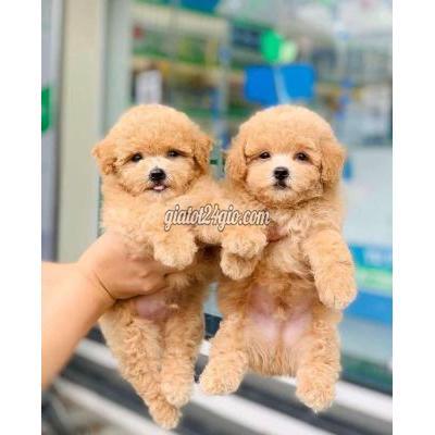 Vật Nuôi Thú Cưng Hoàng Mai - Hà Nội Vật Nuôi Thú Cưng Hoàng Mai - Hà Nội